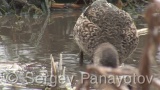 Video of Eurasian Teal - Eating Eurasian Teal in lake of winter